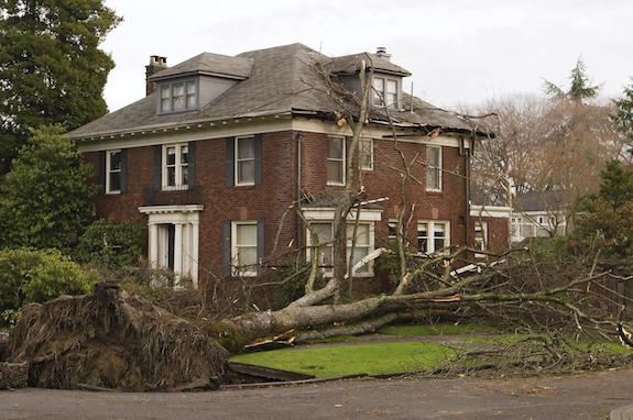 Fallen Tree Roof Damage